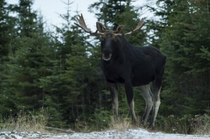 Le roi des forets
